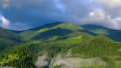 Foggy Forest in The Mountains