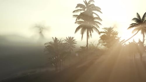Tropical Palm Trees in Misty Landscape with Sun Rays
