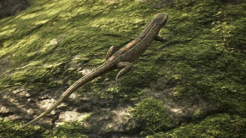Lézard dans la forêt ensoleillée du matin