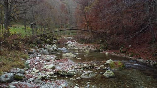 River in mountain forest with red and yellow trees autumn foliage aerial view