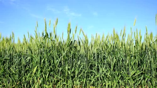 Green Ears of Wheat