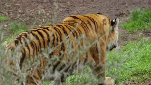 Tiger Prowling on Grassy Terrain in Natural Habitat
