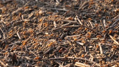 Ants Nest Anthill Red Wood Spring Close Up Wild Insect Nature