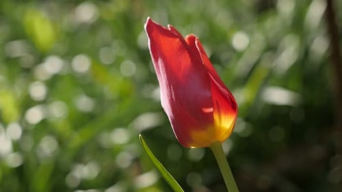 Bulb of Didier tulip plant shallow DOF 4K 2160 30fps UltraHD footage - Close-up of flower Tulipa g
