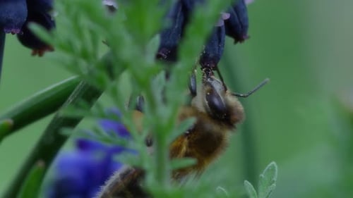 Bee Gathering Nectar From a Purple Flower Close-up