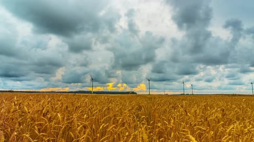 Wheat field and wind generators, time-lapse with crane