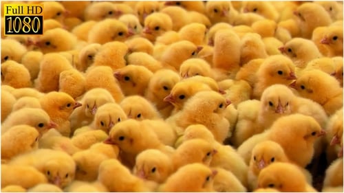 Close-Up of a Cluster of Adorable Baby Chicks