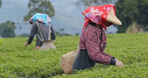 People work in the tea garden