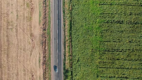 A Topdown Aerial View of Cars Driving Along the Highway Along a Sunflower Field on a Sunny Morning