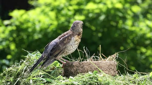 Spotted Bird Perched Near Empty Nest in Nature