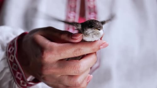 Woman's Hands Gently Holding Small Bird