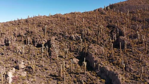 Gran cactus en el salar de la isla Incahuasi, Salar De Uyuni, Altiplano, Bolivia