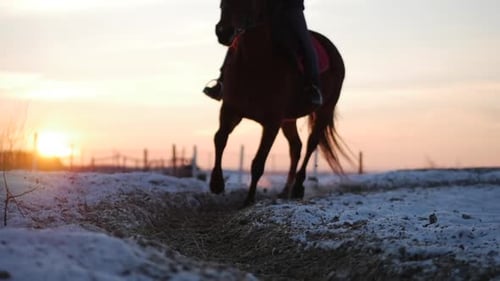 Horses With Riders Ride in the Aviary, Winter on The Street Against the Beautiful Sunset, Close-up
