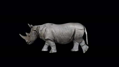Animated 3D Rhinoceros Walking