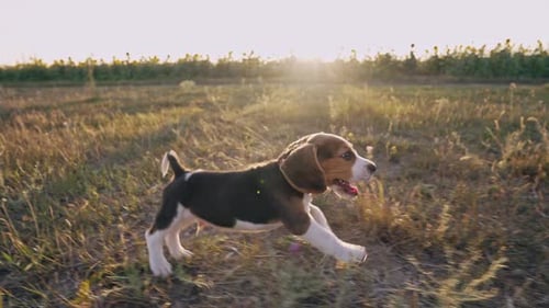 Beagle Puppy Running Through Field at Sunset