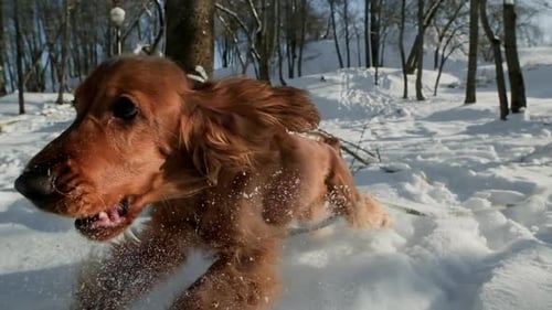 Porträt eines süßen Spanielhundes im Winter