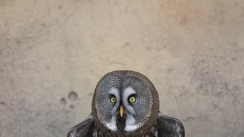 Close Up of a Great Grey Owl