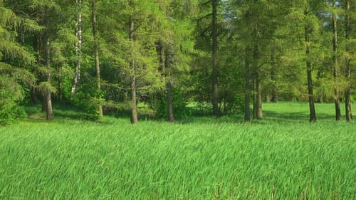 Green Grass Swaying in the Breeze in a Forest