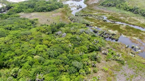 Luftaufnahme des tropischen Regenwaldes, Dschungel in Brasilien