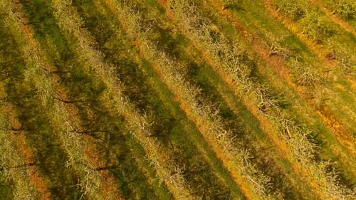 Blooming Orchard ,Early Spring