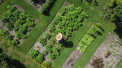 Kitchen garden, vegetable garden Aerial topdown of a female worker