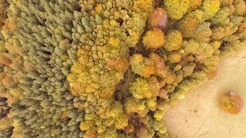 Fly Over Autumn Forest