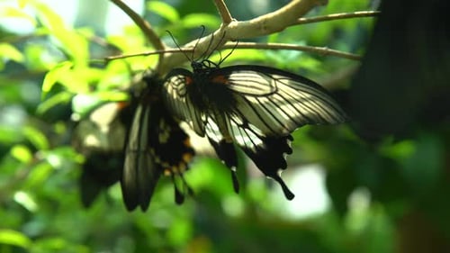 Butterfly Emerged From Chrysalis