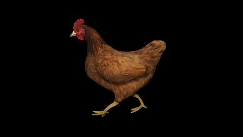 Chicken Walk