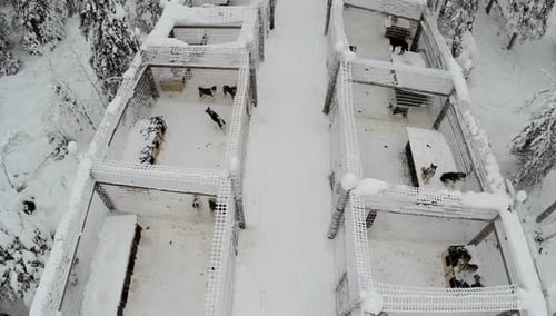Aerial view of dogs in cages on winter day