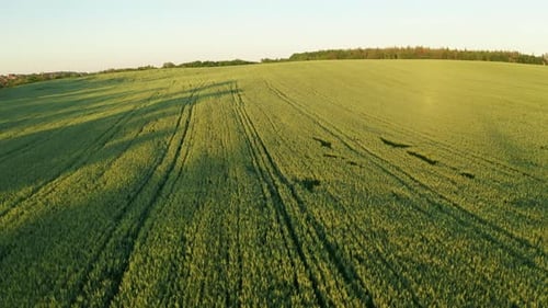 Stromleitungen bei Sonnenuntergang. Leben und Weizen wachsen auf dem Feld.