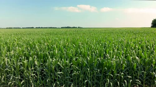 Images prises Drone du sommet des tiges de maïs dans une ferme avec un ciel bleu ensoleillé et des nuages.