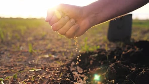 Hand Sowing Seeds at Golden Hour in Field