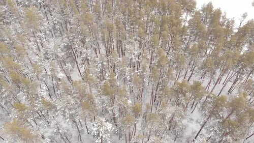 Winter Forest