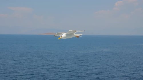 Seagull Soaring Above the Ocean on a Sunny Day