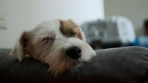 Dog Resting its Head on a Cushion