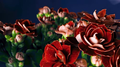 Petals of red solid flowers