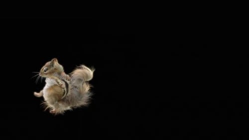 Eichhörnchen Tanzen HD