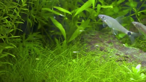 Fische im Aquarium