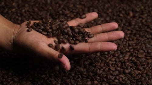 Coffee Beans Falling Into Open Hand