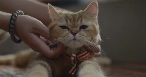 Close up hand of human playing with adorable cat