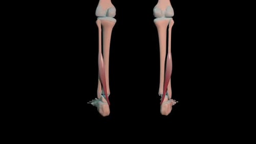 Flexor Hallucis Longus Muscles Full Roration Loop