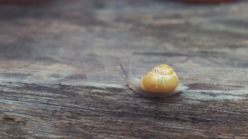 Kleine reife Schnecke auf einem Wald