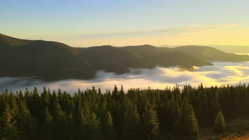 Aerial View of Bright Foggy Morning Over Dark Mountain Forest Trees at Autumn Sunrise