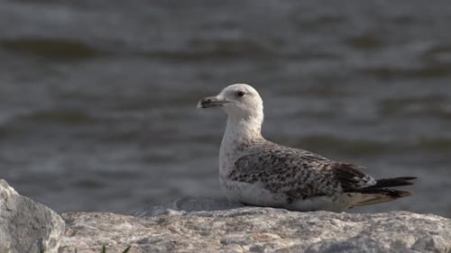 Young Seagull Resting on Rocks by the Sea