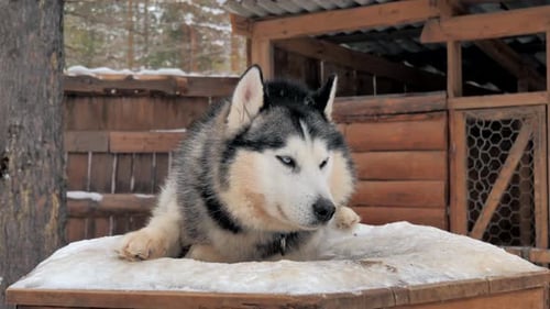 Resting Husky Dog in Snowy Winter Rural Setting