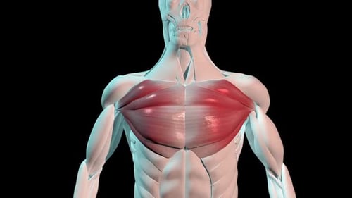 3D Human Pectoral Muscles Anatomy Highlight Animation