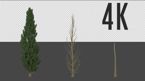 Populus Nigra Baum wächst