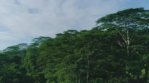 Flying Over Forest