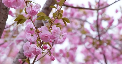 Sakura flower tree