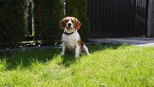 Dog Beagle Run at Grass Outdoors are Running Towards the Camera in a Green Park